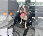 Small American Staffordshire Terrier