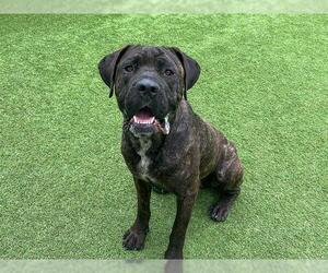 Mastiff Dogs for adoption in Orange, CA, USA