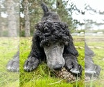 Small #4 Poodle (Standard)