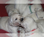 Small Photo #23 English Cream Golden Retriever Puppy For Sale in RINGGOLD, GA, USA