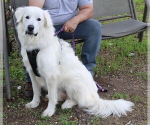 Great Pyrenees-Unknown Mix Dogs for adoption in Bandera, TX, USA