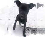 Small #2 Labrador Retriever Mix