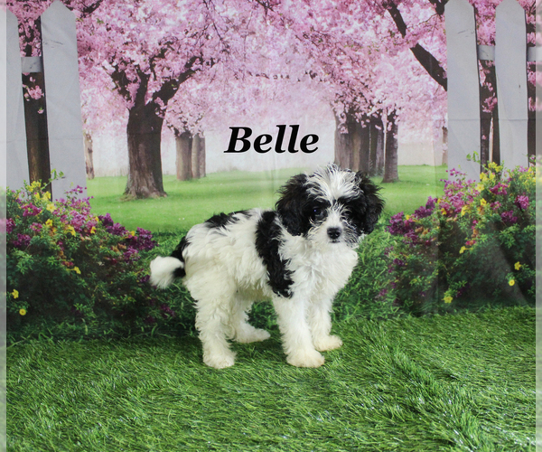 Medium Photo #23 Cavapoo Puppy For Sale in CHANUTE, KS, USA