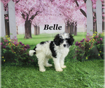 Small #22 Cavapoo