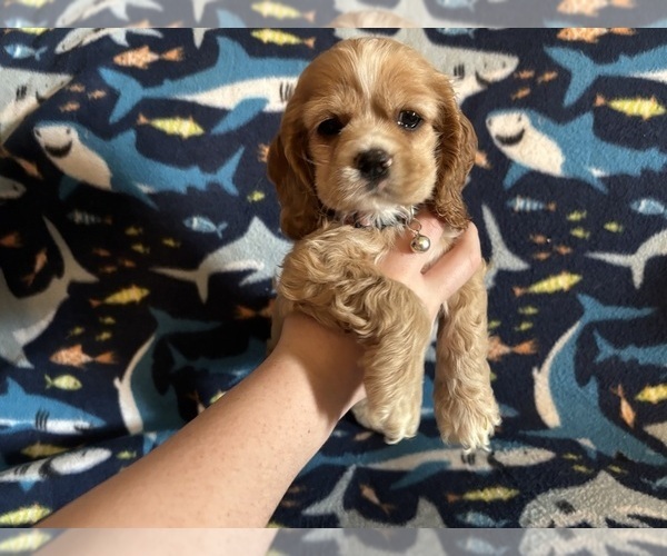 Medium Photo #29 Cocker Spaniel Puppy For Sale in COLBERT, GA, USA