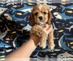 Puppy Puppy Light Pin Cocker Spaniel