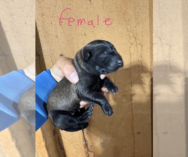 Medium Photo #8 Belgian Malinois Puppy For Sale in MENASHA, WI, USA