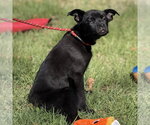 Small #1 Mutt