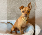 Small Chihuahua Mix