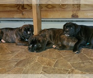 Cane Corso Puppy for sale in HELENA, MT, USA