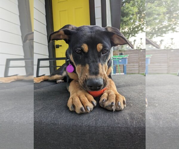 Medium Photo #2 Doberman Pinscher-Unknown Mix Puppy For Sale in Katy, TX, USA