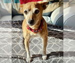 Small #9 Rat Terrier Mix
