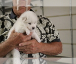 Small Photo #4 American Eskimo Dog Puppy For Sale in STATESVILLE, NC, USA