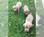 Small Photo #2 Labrador Retriever Puppy For Sale in SAINT CLOUD, MN, USA