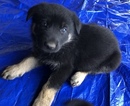 Small Photo #19 German Shepherd Dog Puppy For Sale in NEW BRAUNFELS, TX, USA