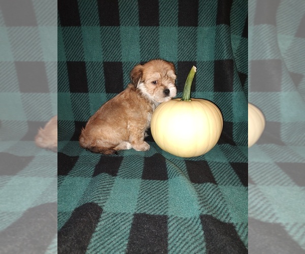 Medium Photo #8 Morkie Puppy For Sale in LAPEER, MI, USA
