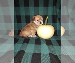 Small #7 Morkie