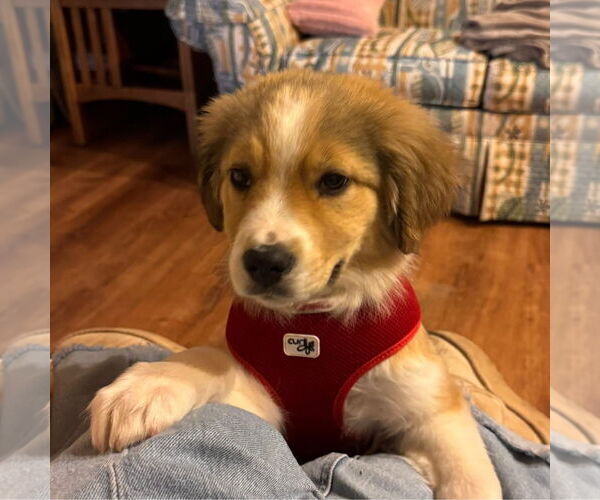 Medium Photo #5 Mutt Puppy For Sale in Germantown, OH, USA