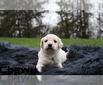 Small Photo #28 Goldendoodle Puppy For Sale in COLONIAL HEIGHTS, TN, USA