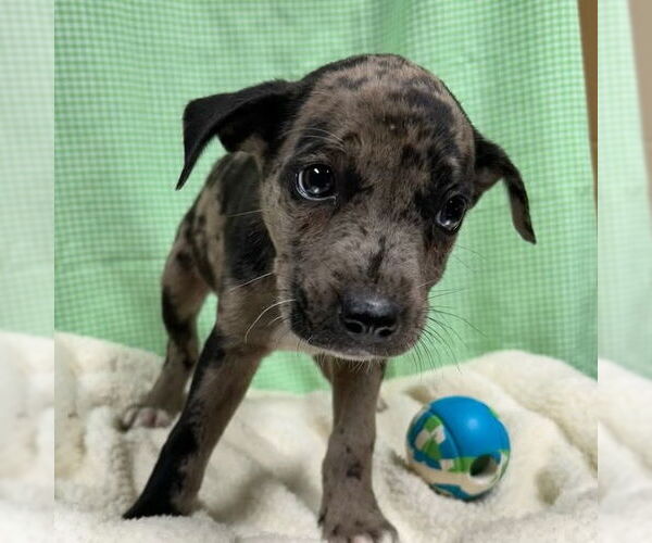 Medium Photo #1 Catahoula Leopard Dog-Unknown Mix Puppy For Sale in Rockaway, NJ, USA