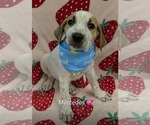 Mercedes (NY-Sarah) - Female Labrador Retriever-Unknown Mix Dog for Adoption - Small photo