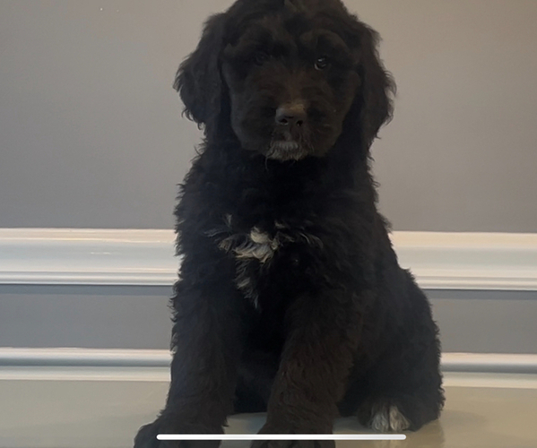 Medium Photo #61 Bernedoodle-Labradoodle Mix Puppy For Sale in MILFORD, NJ, USA