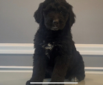 Small Photo #61 Bernedoodle-Labradoodle Mix Puppy For Sale in MILFORD, NJ, USA