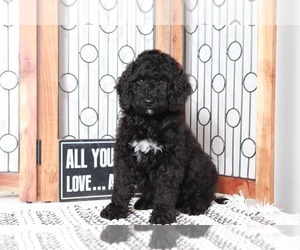 Poodle (Standard)-Portuguese Water Dog Mix Puppy for sale in NAPLES, FL, USA