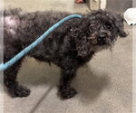 Small Poodle (Miniature)