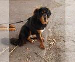 Small Photo #6 Tibetan Mastiff Puppy For Sale in DANVILLE, PA, USA