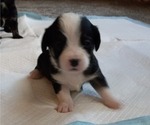 Small #13 Aussie-Corgi-Cavalier King Charles Spaniel Mix