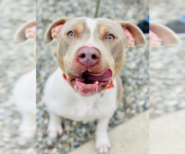 Medium Photo #2 Mutt Puppy For Sale in Jackson , NJ, USA