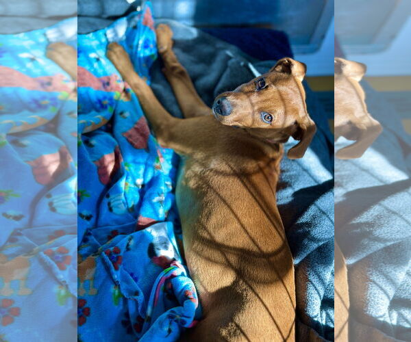 Medium Photo #10 German Pinscher-Unknown Mix Puppy For Sale in West Cornwall, CT, USA
