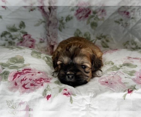 Medium Photo #2 Shih-Poo Puppy For Sale in ALMA, AR, USA