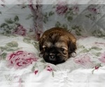 Small Photo #16 Shih-Poo Puppy For Sale in ALMA, AR, USA