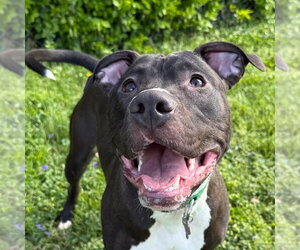 Brenda *Adopt* - Female American Staffordshire Terrier-Unknown Mix Dog for Adoption - Photo #3