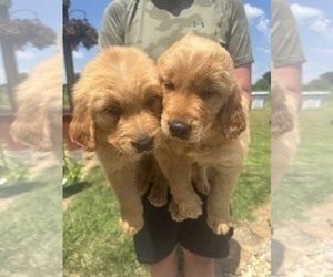 Golden Retriever Puppy for sale in DIX, IL, USA