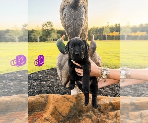 Medium Photo #31 Labrador Retriever Puppy For Sale in GREENWOOD, SC, USA