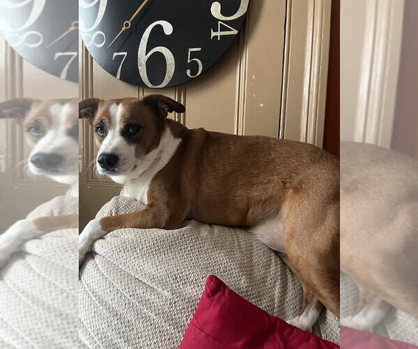 Medium Photo #3 Labrador Retriever-Unknown Mix Puppy For Sale in Brewster, NY, USA