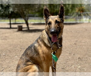 German Shepherd Dog Dogs for adoption in San Diego, CA, USA