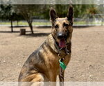 Small German Shepherd Dog