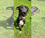 Small Photo #2 Great Dane-Labrador Retriever Mix Puppy For Sale in Rockaway, NJ, USA