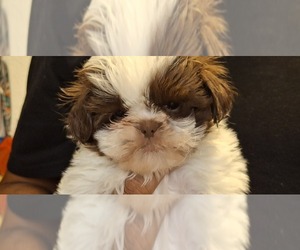 Shih Tzu Puppy for sale in LAKELAND, FL, USA