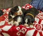 Small #7 Bernese Mountain Dog