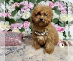 Small Photo #45 Poodle (Toy) Puppy For Sale in HAYWARD, CA, USA