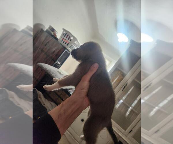 Medium Photo #2 Mutt Puppy For Sale in Calgary, Alberta, Canada