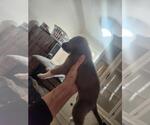 Small #1 Mutt