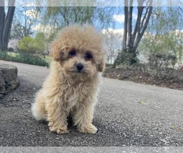 Medium Photo #1 Bichpoo Puppy For Sale in OLIVE BRANCH, MS, USA
