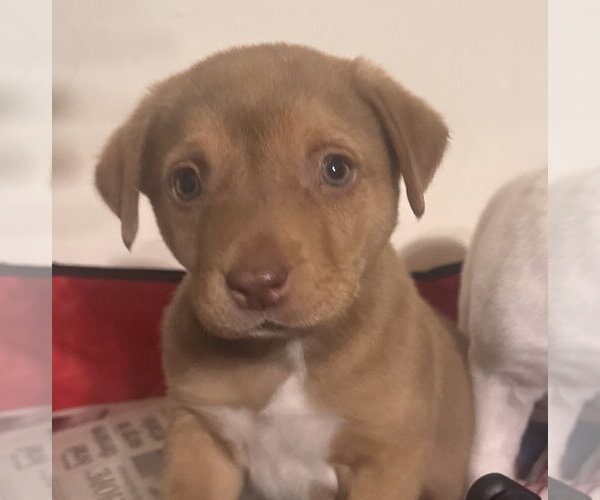 Medium Photo #3 Golden Labrador Puppy For Sale in Pottstown, PA, USA