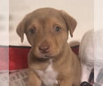 Small #2 Golden Labrador